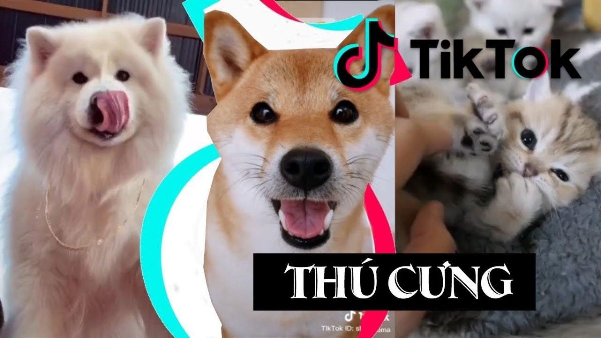 12 Ý tưởng xây kênh Tiktok triệu view- Video thú cưng